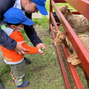 Mascotas de granja en Kids Tree Learning Club Mascotas de granja en Kids Tree Learning Club